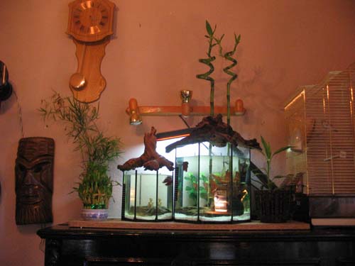 Ispis Stranice - Poluakvatične biljke za betta akvarije