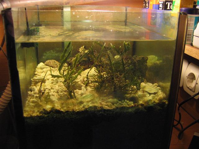 Jadranski - Vaši morski akvariji - Akvarij NET - FORUM