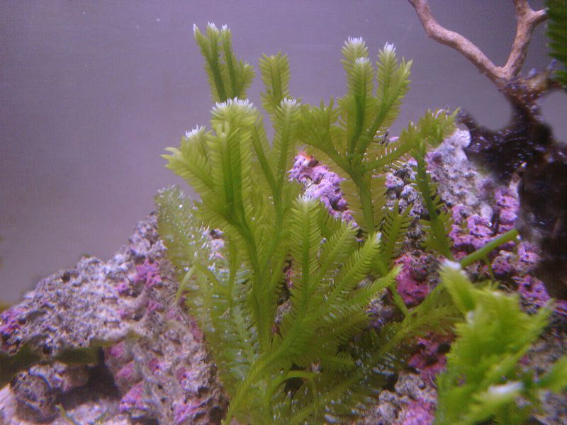 caulerpa taxifolia 1
