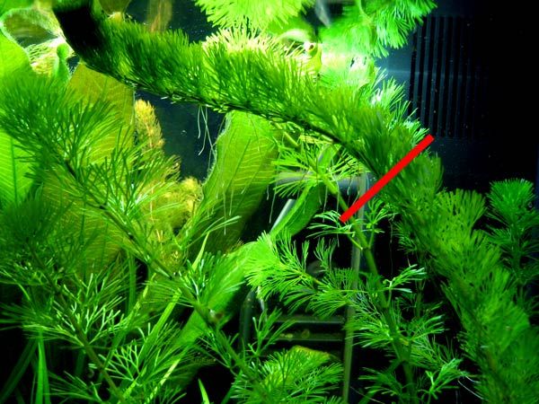 Kako izabrati, saditi, održavati i razmnožavati akvarijsko bilje - Akvarij  NET