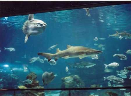 L Aquarium de Barcelona - Priča druga - Morski dio - Akvarij NET