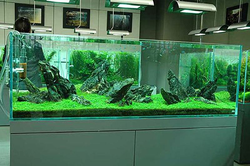 Rasvjeta biljnih akvarija - Akvarij NET